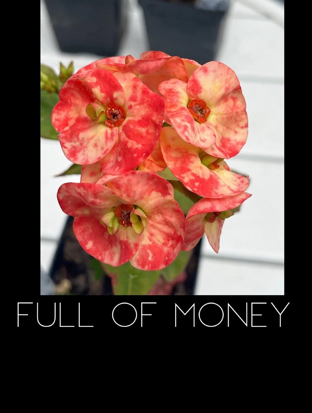 is crown of thorns plant a succulent Crown of Thorns Plant - Rooted Euphorbia Milii - Full of Money Variety