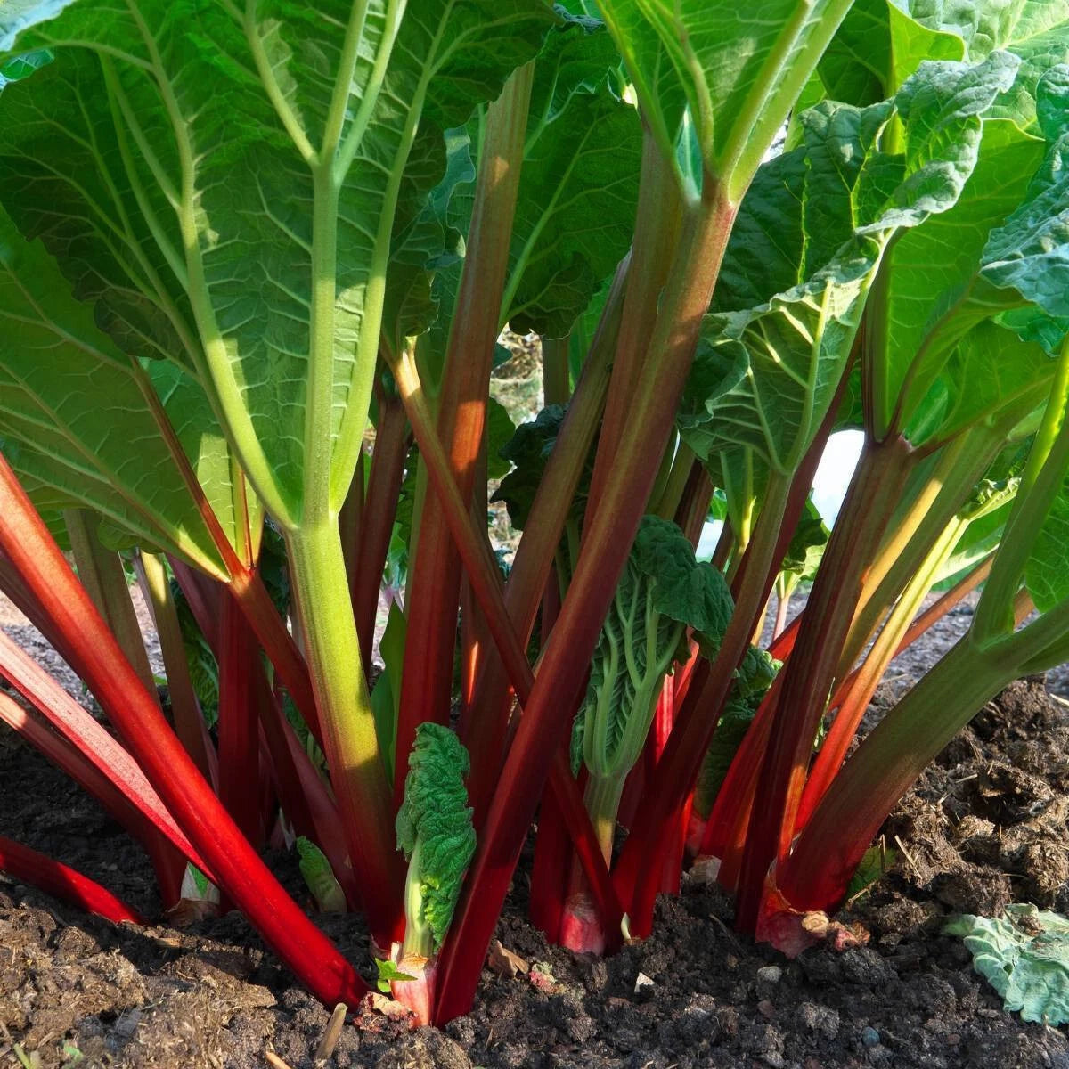 50 Seeds Glaskins Perpetual Red Rhubarb - Perennial Vegetable Seeds for Garden
