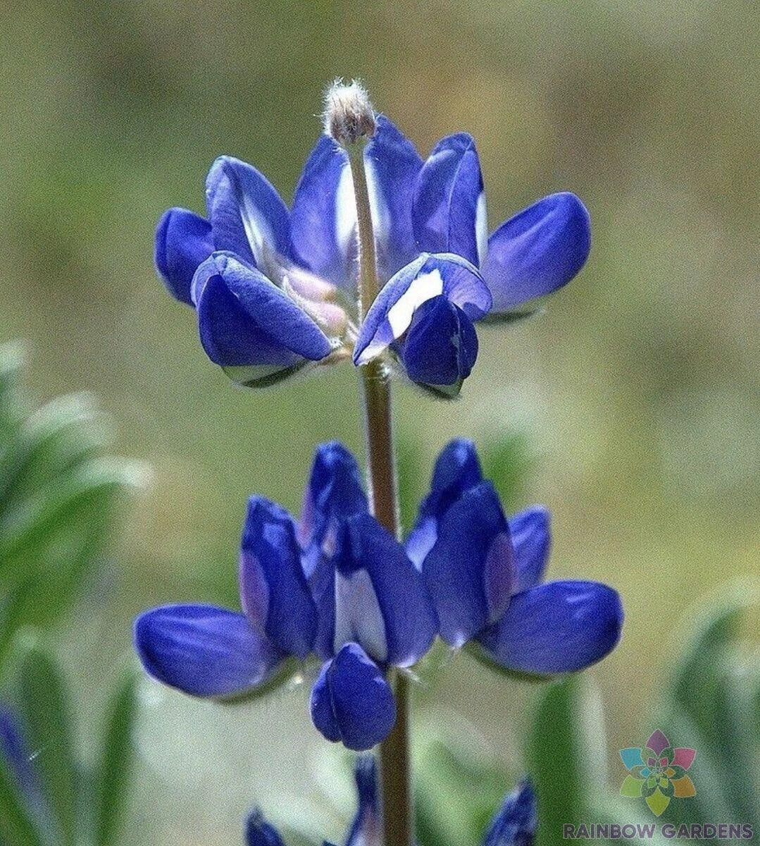 Bicolor Mini Lupine Seeds - 25+ Pack for Garden Planting - Lupinus bicolor - USA Grown