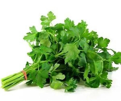 Italian Parsley Seeds - 200+ Dark Green Flat Leaf - Petroselinum crispum - Garden Fresh Herb for Home Gardening