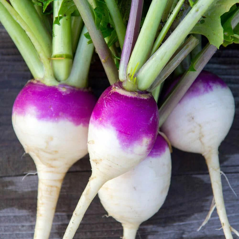 Purple Top White Globe Turnip Seeds, 50+ Seeds, Brassica rapa, Non-GMO, Heirloom, Vegetable Gardening