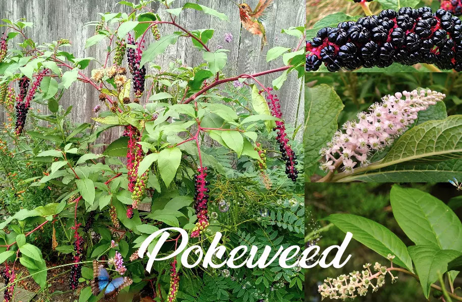100 Fresh American Pokeweed Seeds, Inkberry & Dragonberries, Phytolacca americana