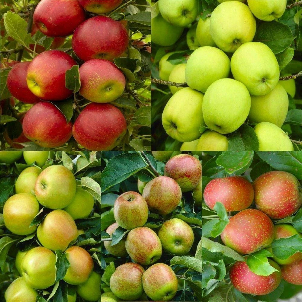 Apple Tree Seeds Variety Pack - Pink Lady, Fuji, Gala, Envy, Honey Crisp, Gold, Red Delicious - Malus domestica