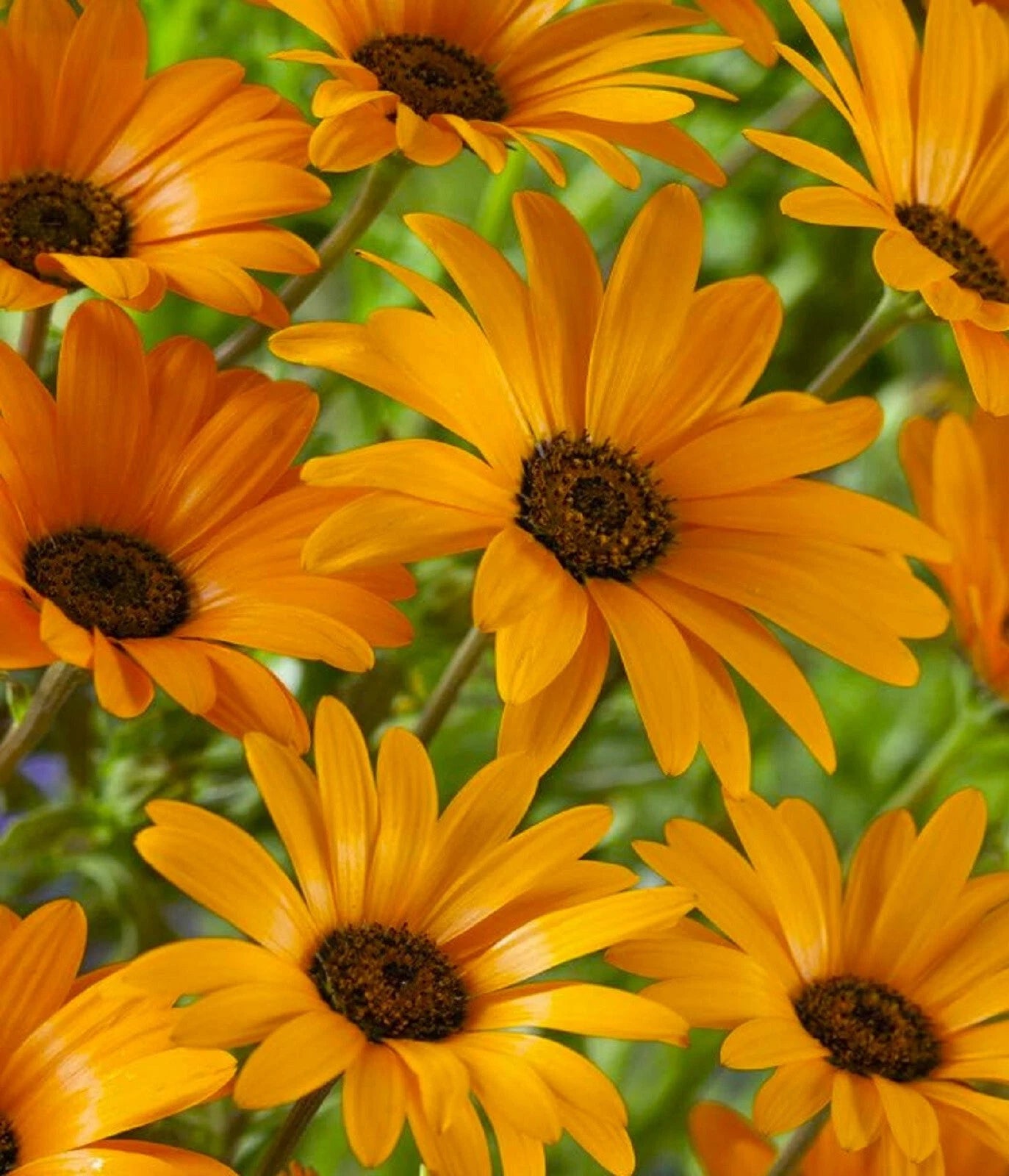 African Daisy Seeds - 100+ Seeds, Colorful Blooms, Delosperma spp. - Buy 4 Get Free Shipping!