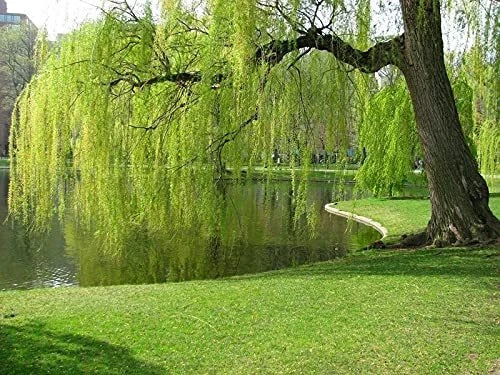 Weeping Willow Tree Cuttings - 10 Unrooted Cuttings - Salix babylonica