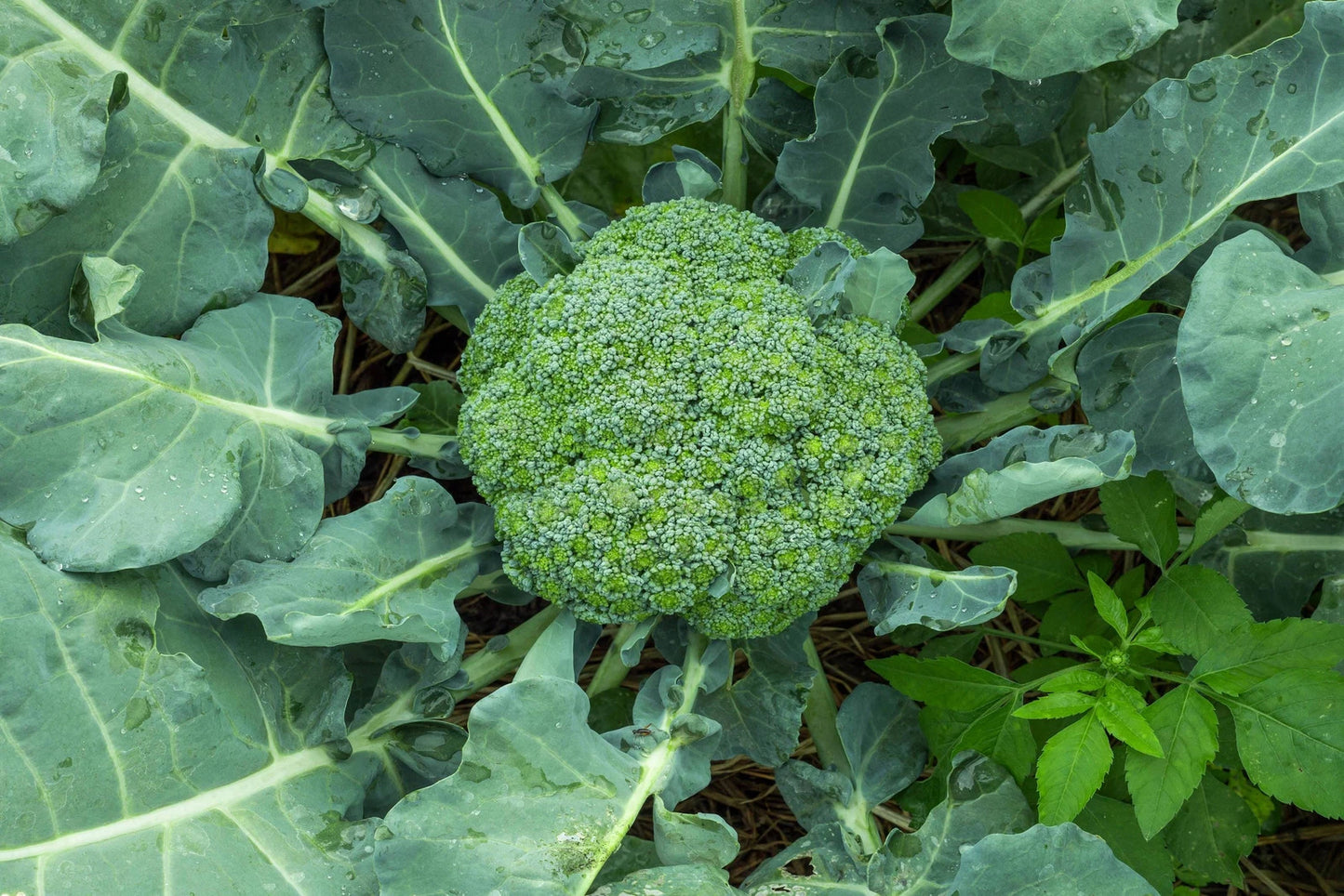 Waltham 29 Broccoli Seeds - Non-GMO Heirloom Variety - Brassica oleracea - Backyard Gardening