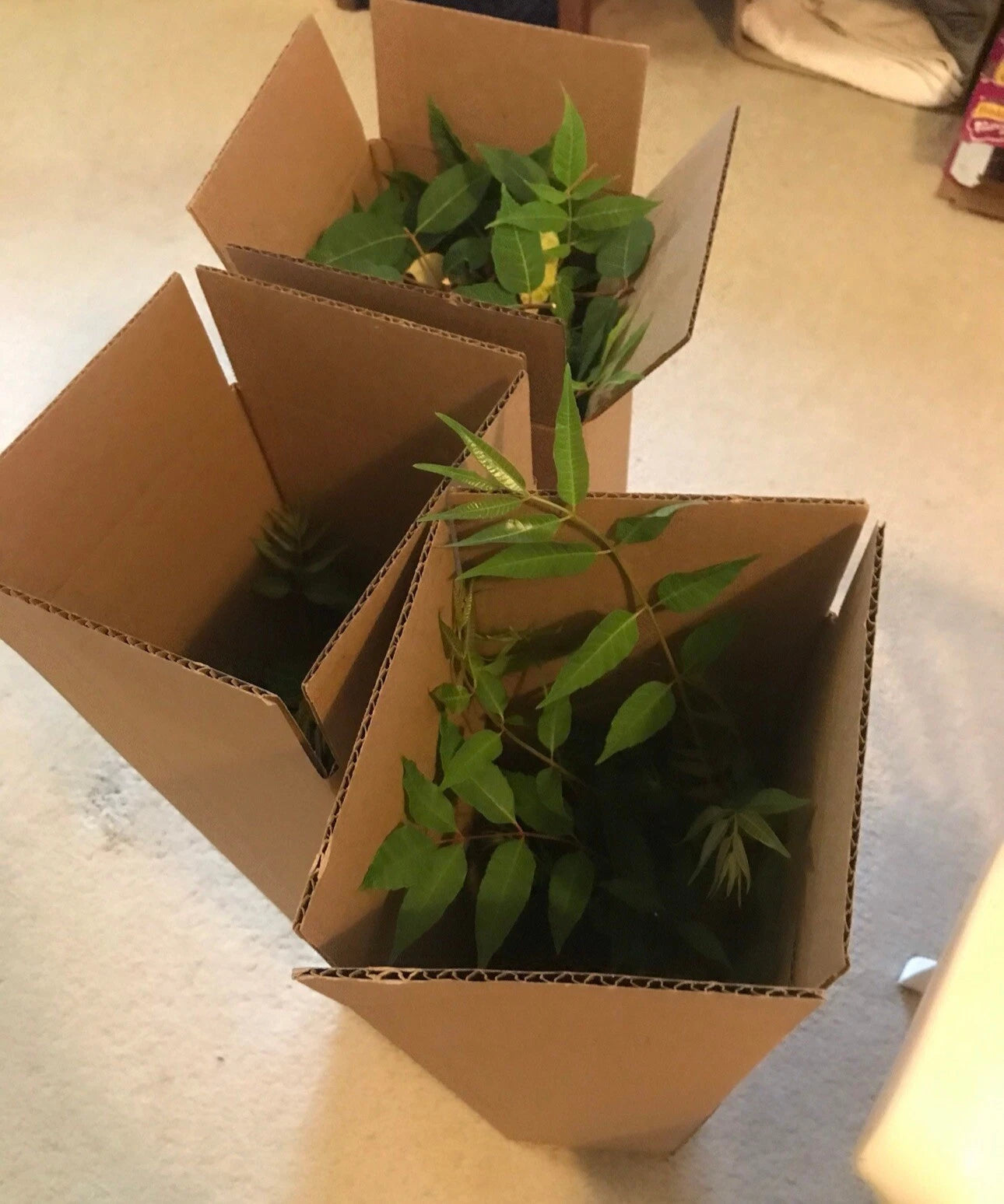 Chinese Toon Tree Seedlings - 2-3 Year Old Bare Root - Edible Variety (Toona sinensis)