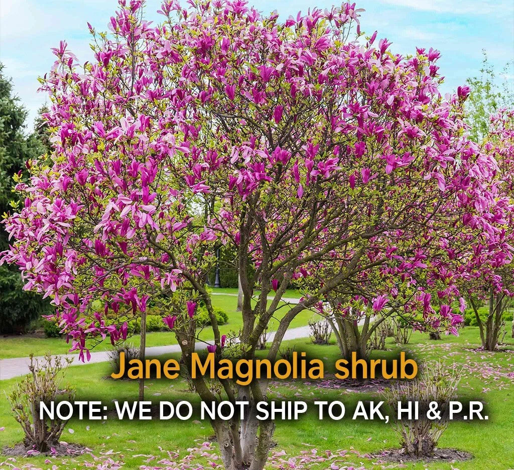 Jane Magnolia Shrub Live Plant - 2.5" Pot, Cold Hardy, Spring Blooms, Magnolia x Jane, Zones 4–7