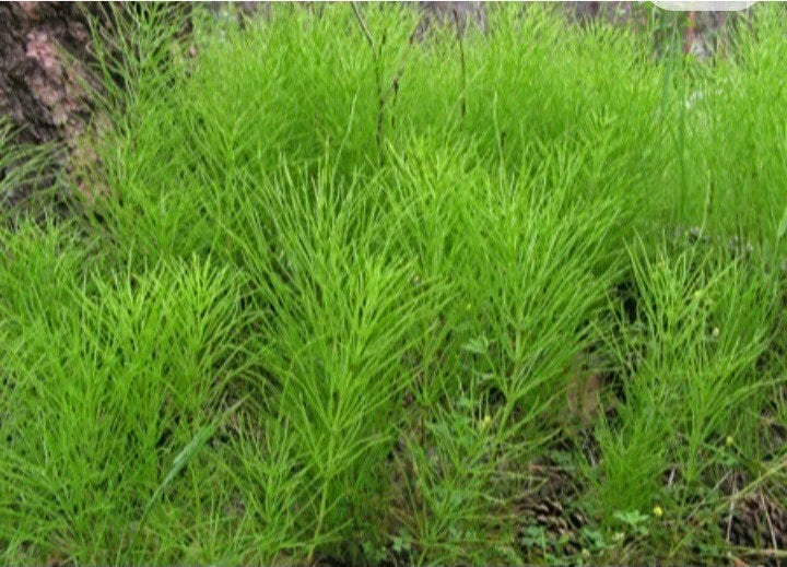 Horsetail Shavegrass Bareroot Plants Edible Herb Common Native 20 30 horsetail-shavegrass-bareroot-plants-edible-herb-common-native-20-30