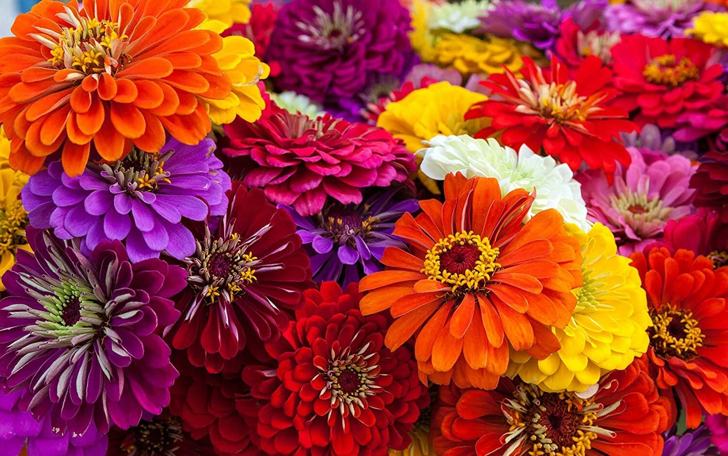 Giant California Zinnia Seeds - 200 Count - Colorful Flower Seeds for Planting - Zinnia elegans