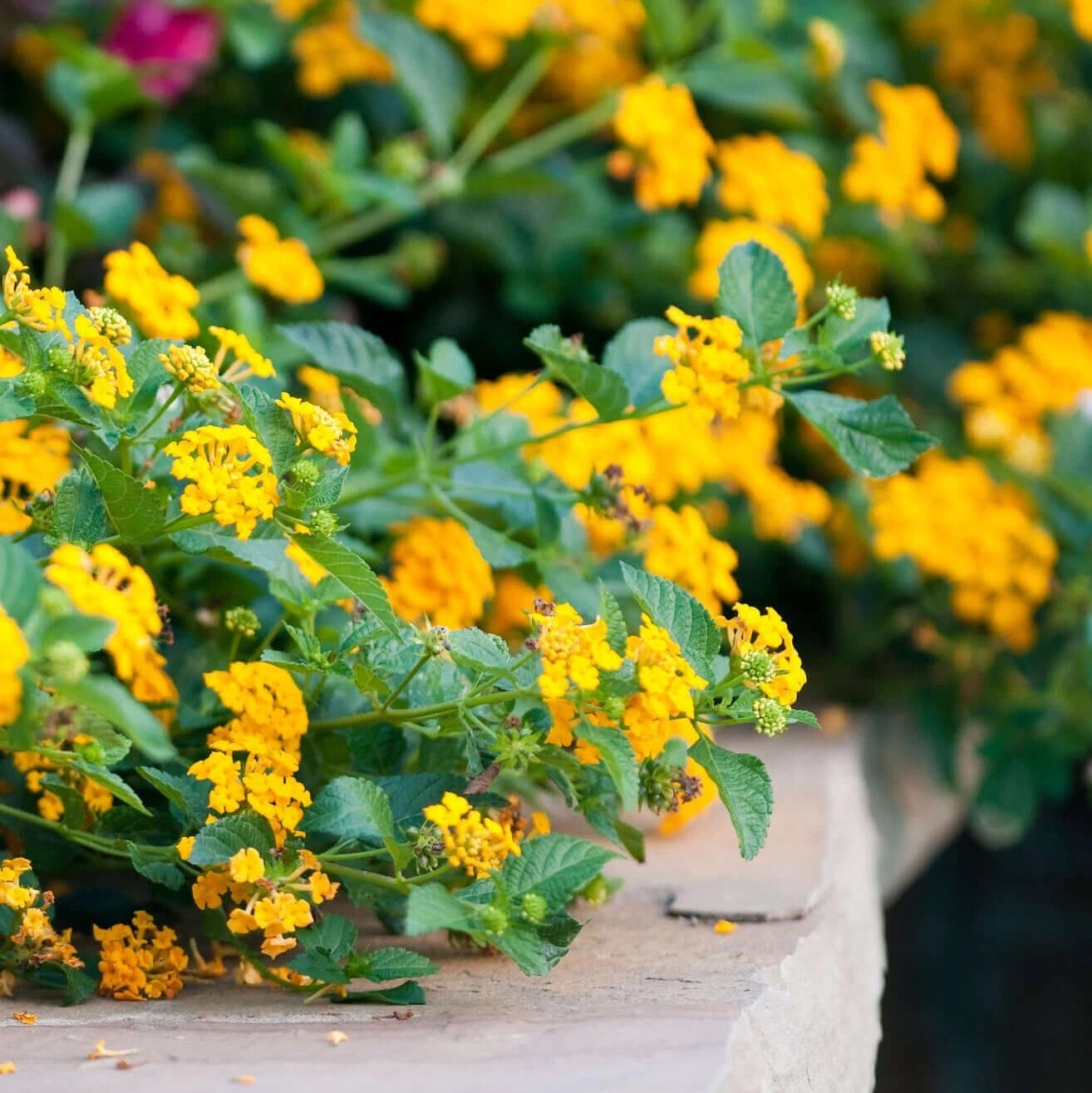 Lantana Plant Plug, 1-Count, Chapel Hill Gold, Hardy Type, Easy to Grow, Lantana camara