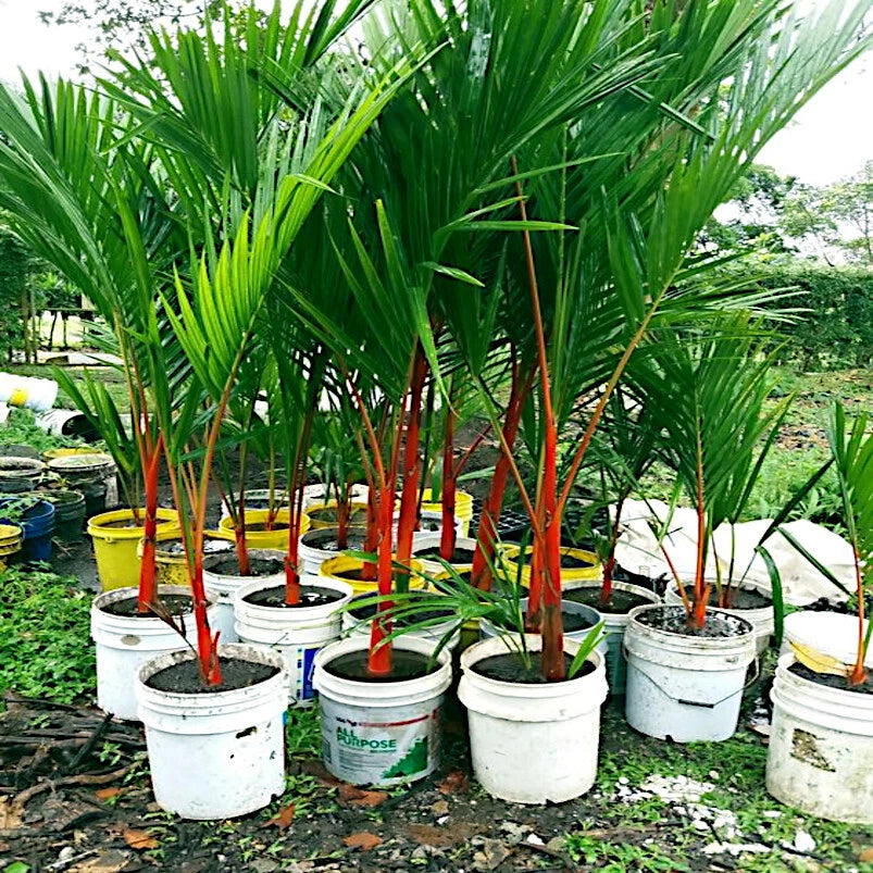 lipstick palm plant Red Sealing Wax Tree Seeds - Lipstick Palm