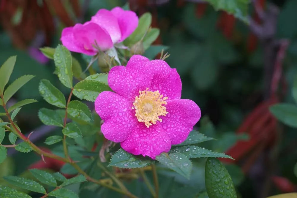 pink rose bush seeds Woods Rose Seeds for Planting - 30 Seeds - Wild Rose Bush