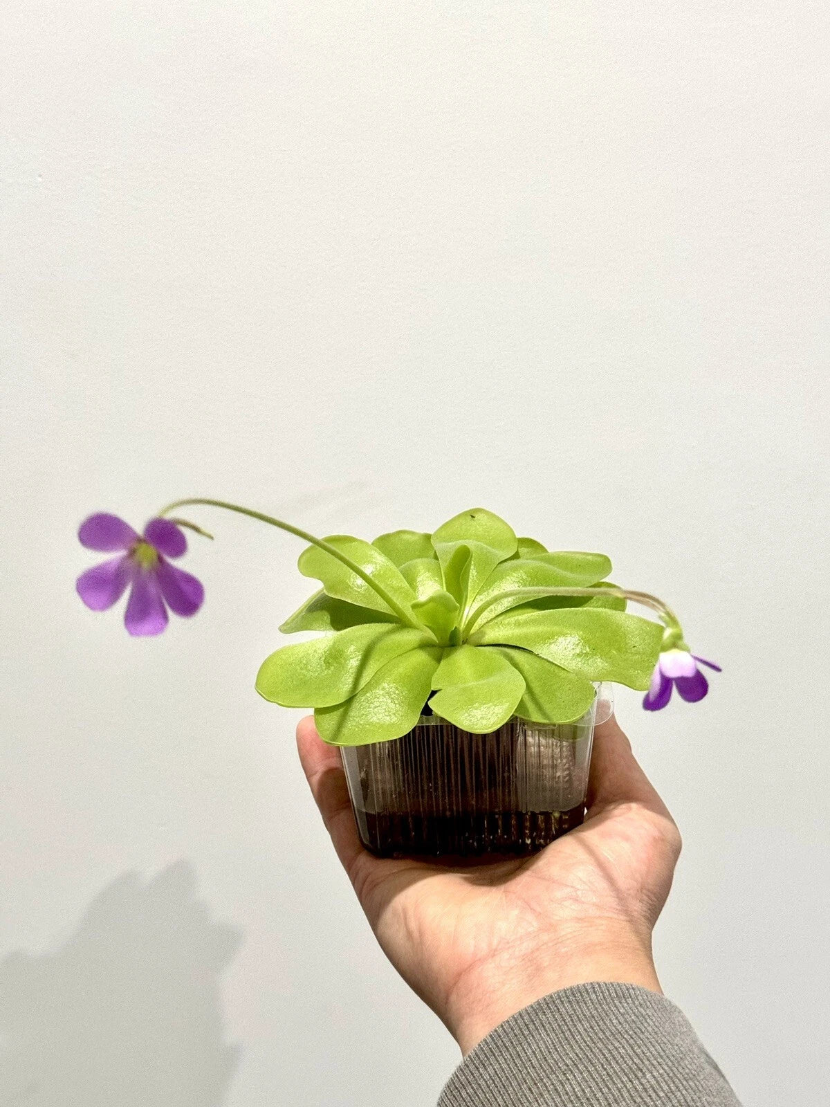 Carnivorous Pinguicula Butterwort Plant - Easy to Grow Pest Control - Pinguicula spp.