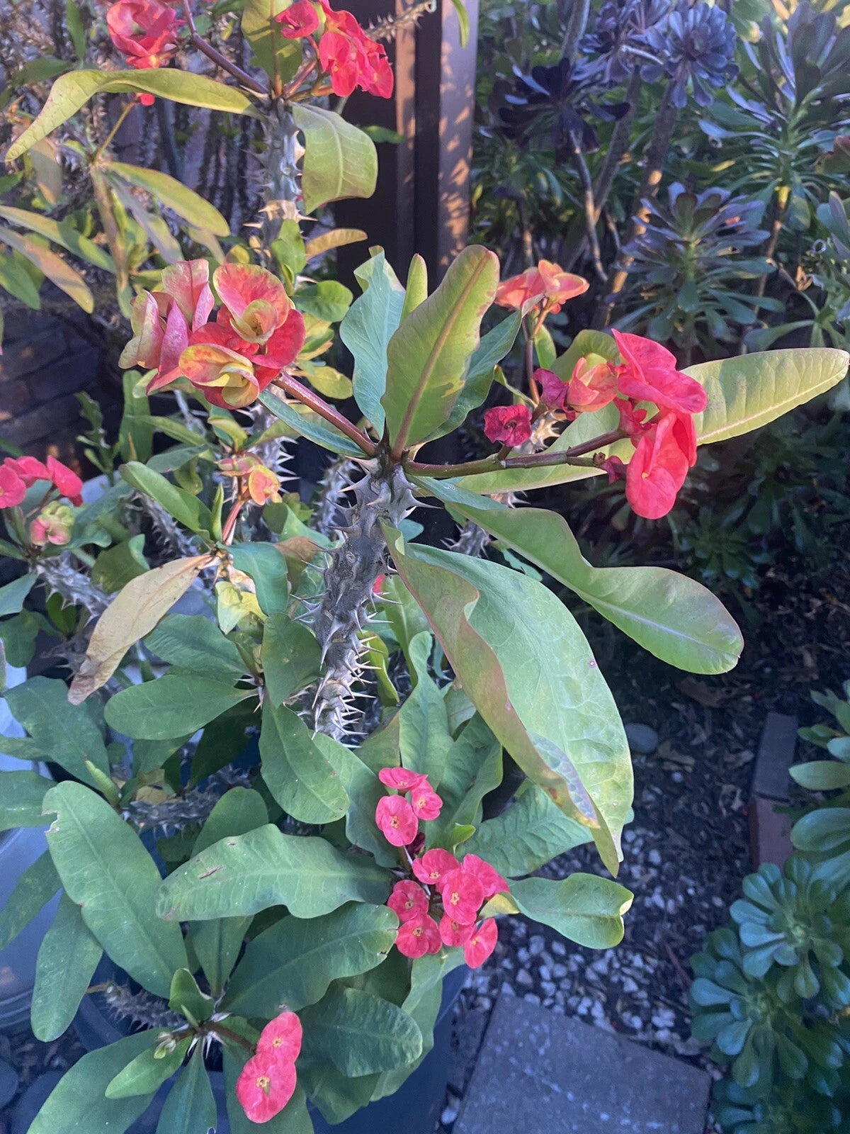 Crown of Thorns Cutting 5 Inch Marble Red & Yellow Euphorbia milii, La –  Jayme Garden
