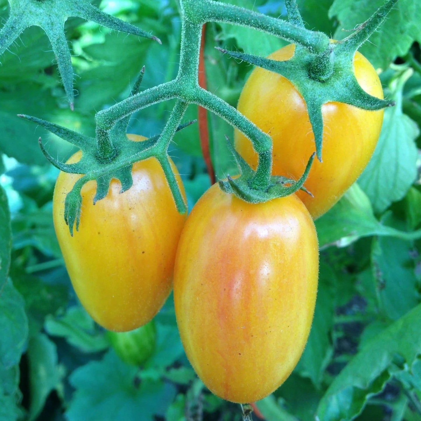 Artisan Blush Tomato Seeds - Julienne Cherry, Long Yellow, Non-GMO, Heirloom Variety