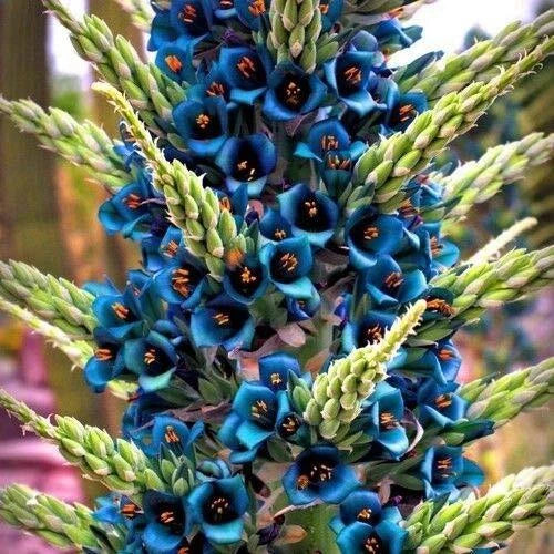 succulent with blue flowers Blue Sapphire Tower Plant Seeds - 10+ Seeds - Puya alpestris