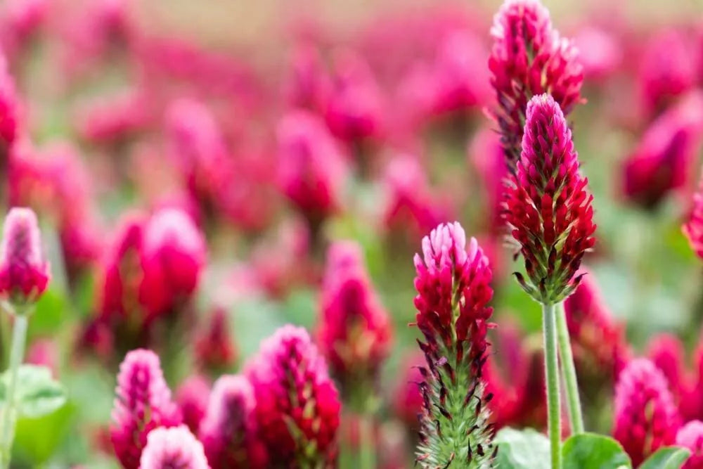 Crimson Clover Seeds - 100+ Seeds for Planting, Green Manure Cover Crop, Trifolium incarnatum