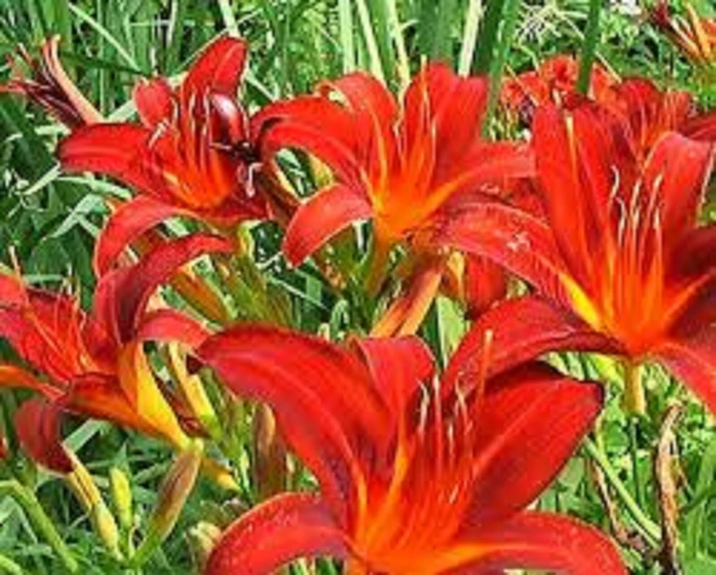 Red Giant Daylily - 3 Bare Root Plants - Sprouting - Hemerocallis 'Red Giant' - Free Shipping
