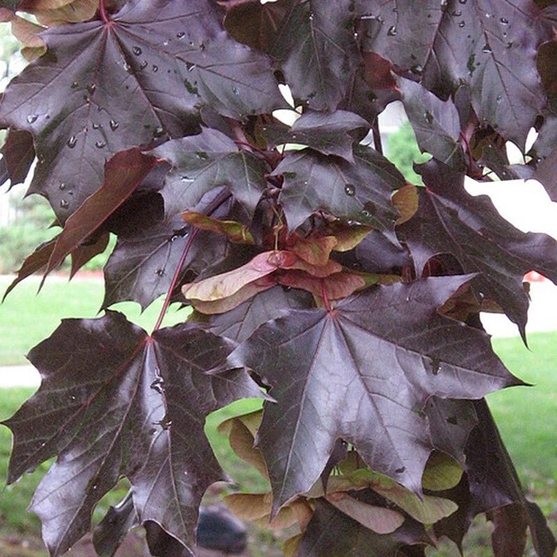 Fast Growing Tree Seeds - Crimson King Norway Maple - Acer platanoides - 10+ Count