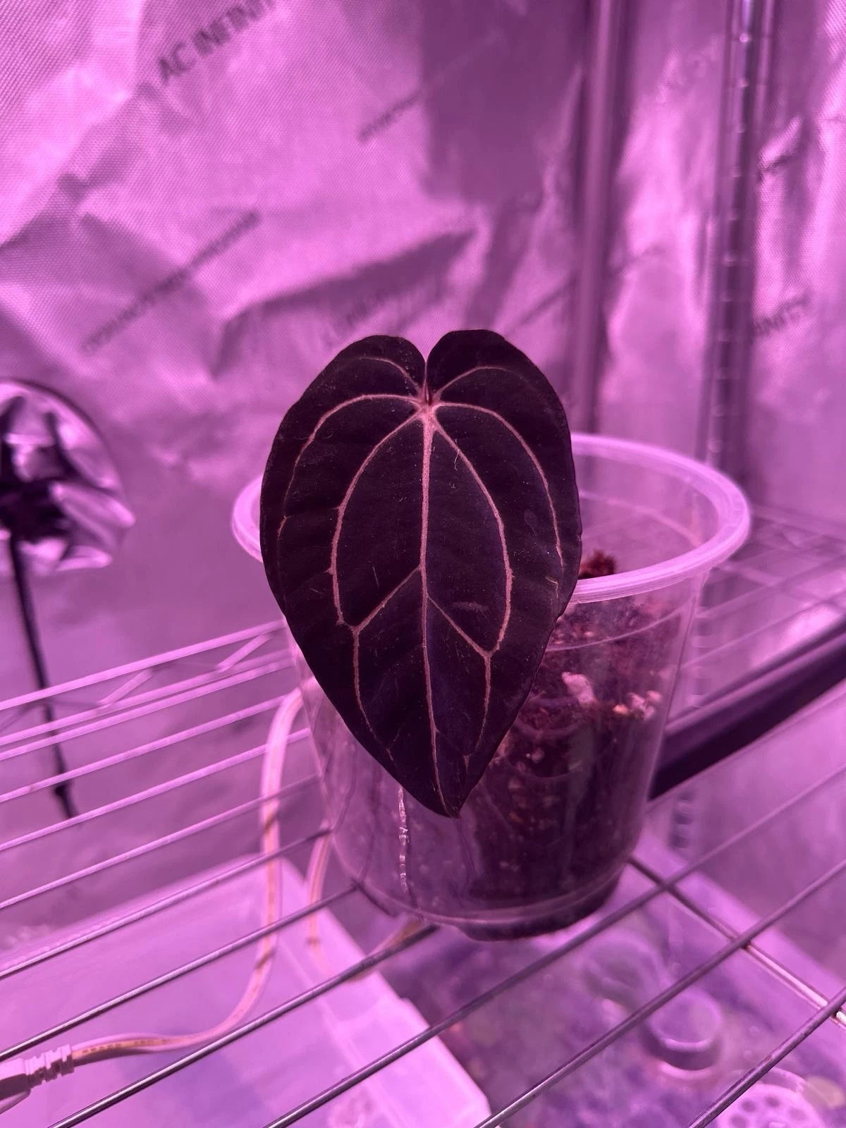 unique indoor plant Anthurium Carlablackiae 1 Leaf Cutting Live Plant | Rare Tropical Indoor Plant