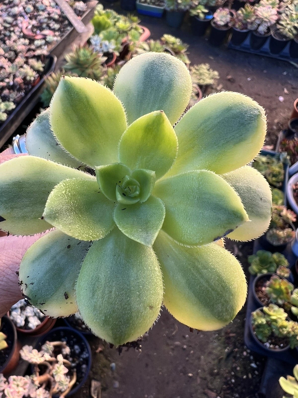 Aeonium Floresens Succulent Plant - Rooted - Green and Purple Variegated Foliage - Indoor/Outdoor Houseplant