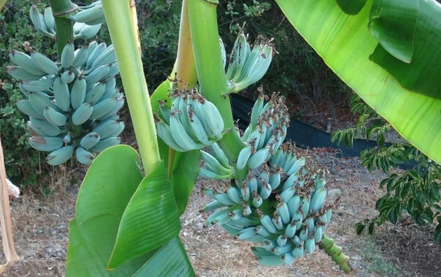 Blue Java Banana Tree - Ice Cream Banana - 4-6in Tall - Well Rooted - Musa acuminata 'Blue Java'