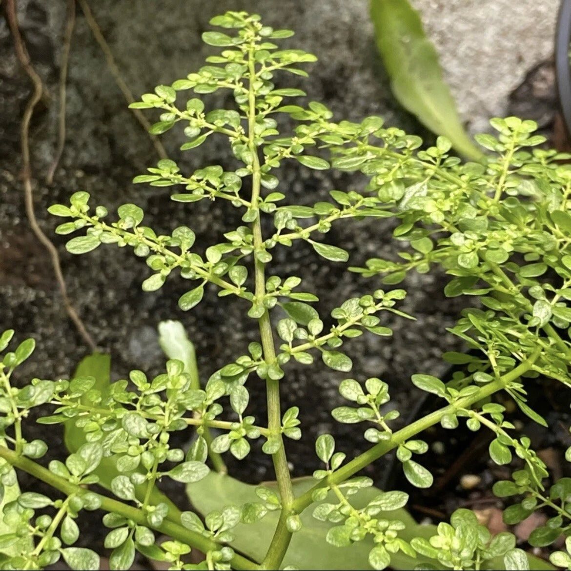 Lot of 3 Unrooted Cuttings Pilea Microphylla Artillery Fern Rock Weed Live Plant