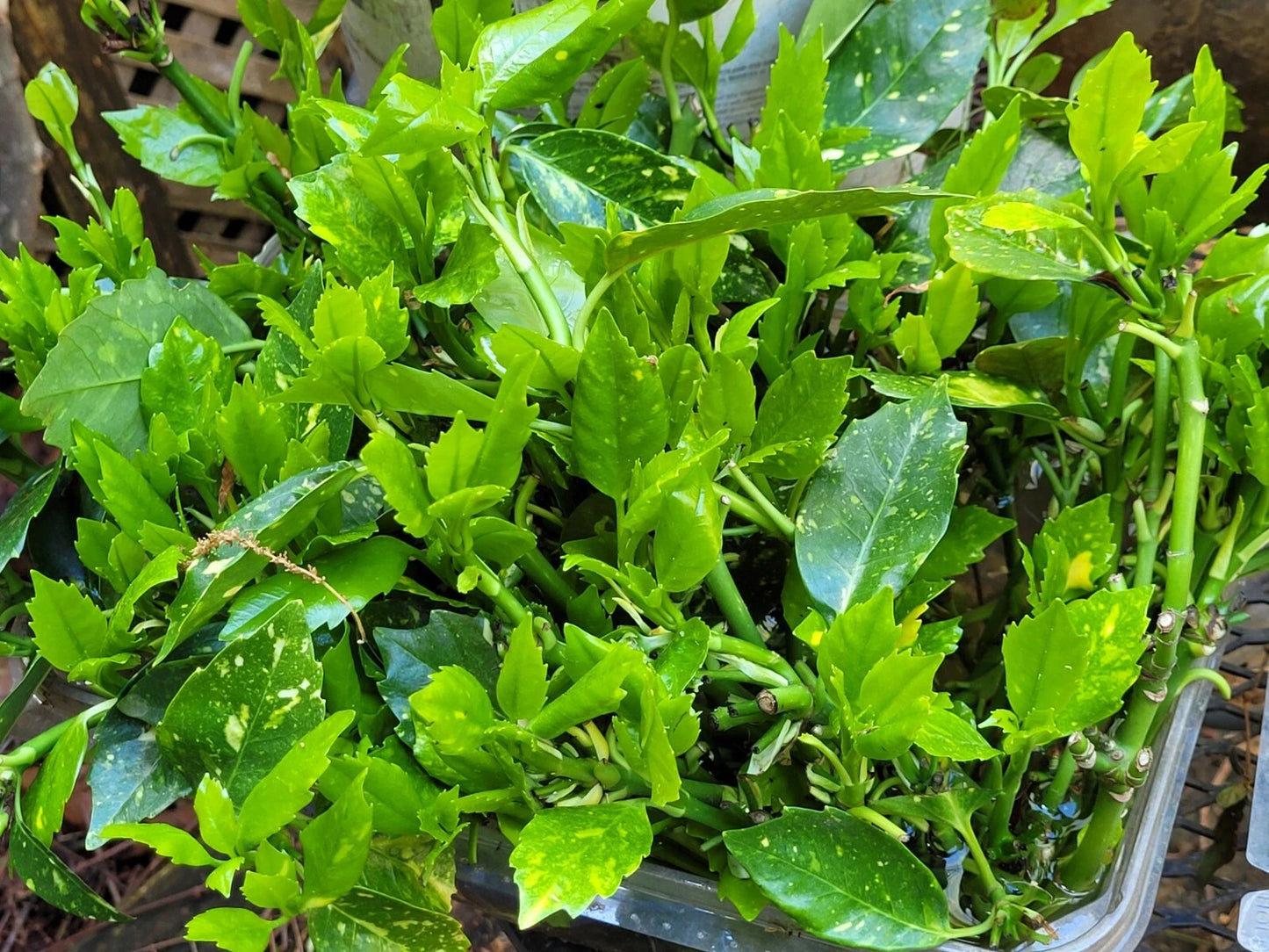 Aucuba Japonica Golden Dust Cuttings - 6 Beautiful Evergreen Gold-Dust Tree Clippings