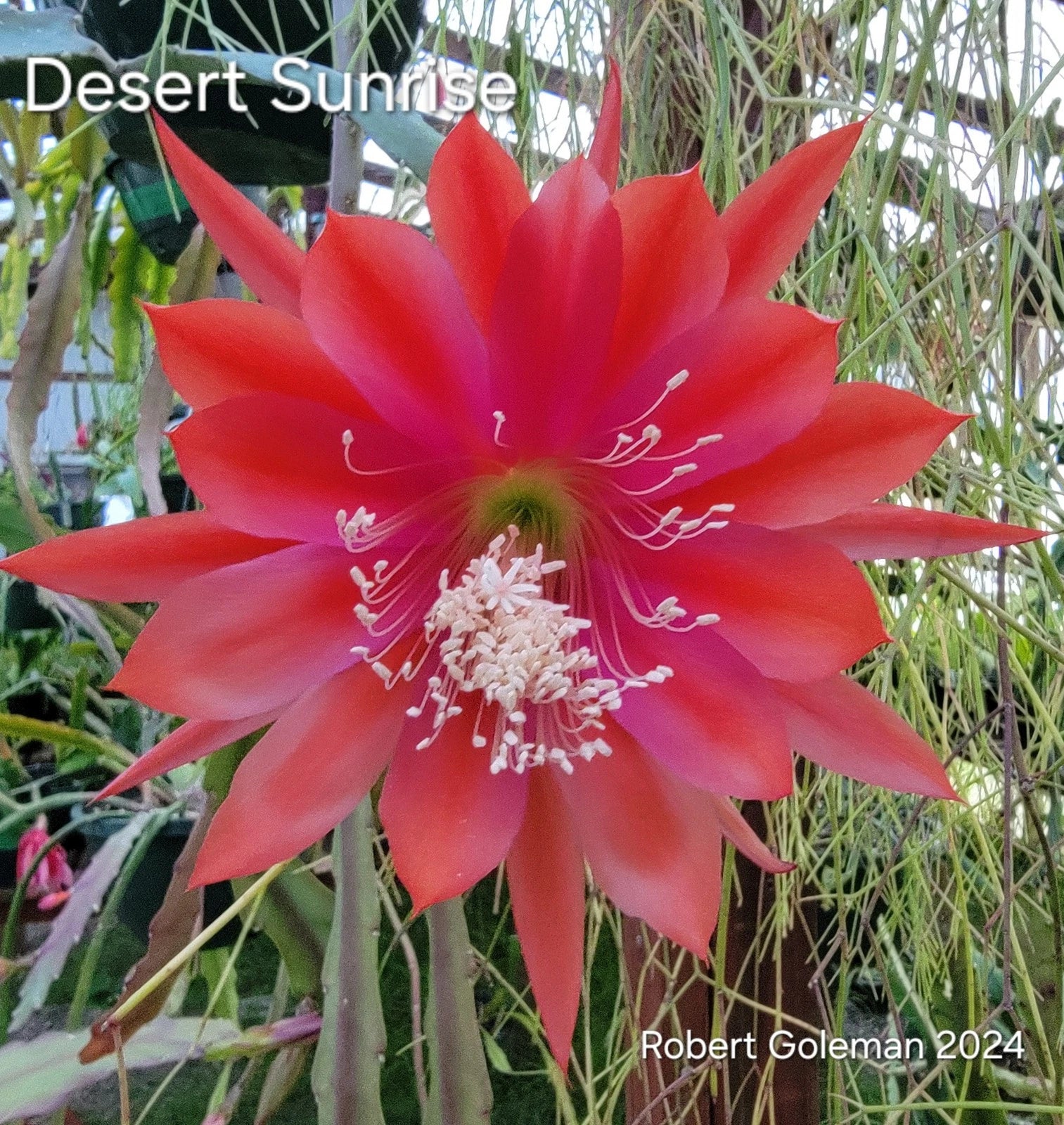 cactus orchids Epiphyllum 'Desert Sunrise' Unrooted Cutting - Rare Orchid Cactus
