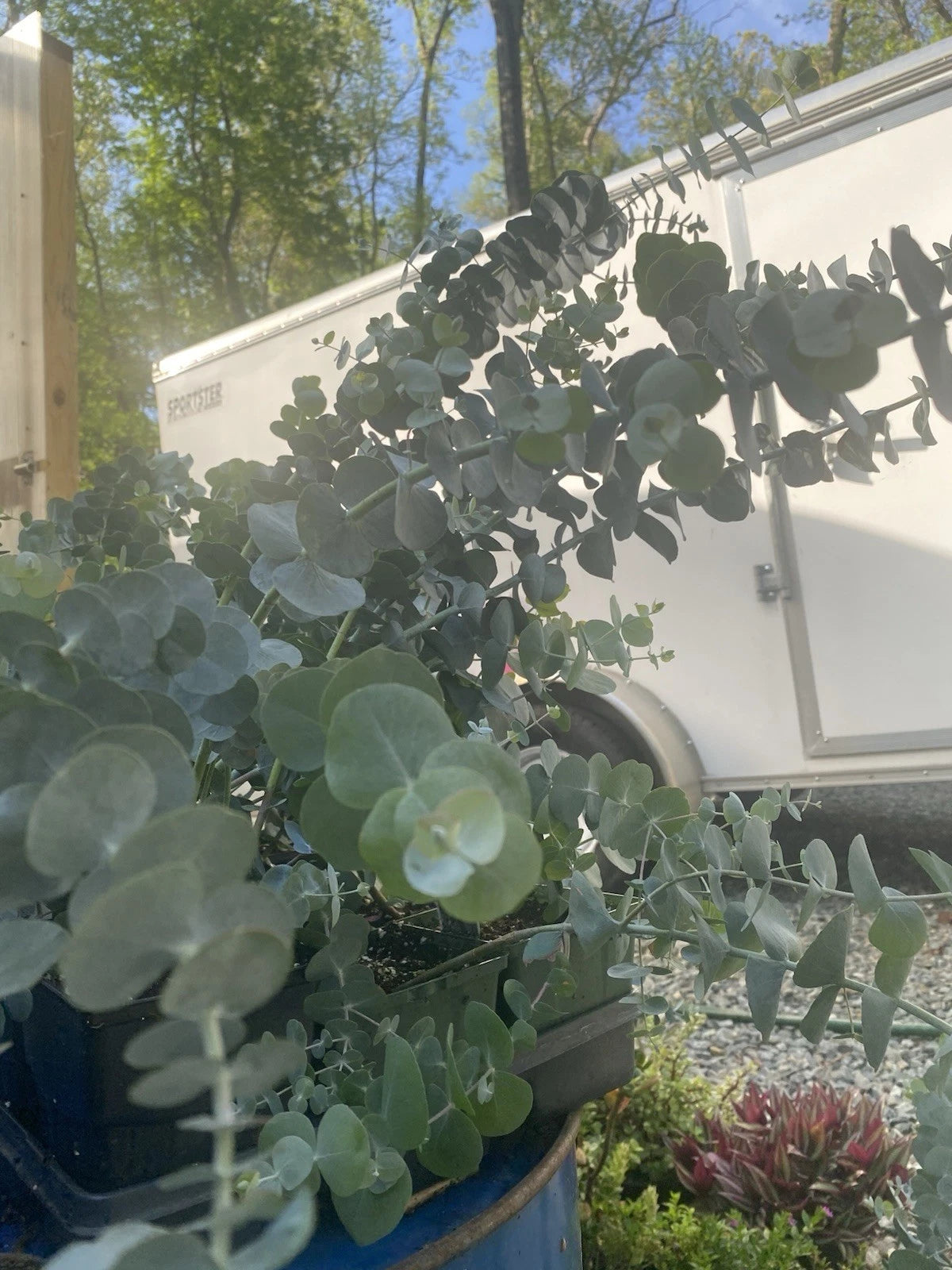 eucalyptus cinerea plant 30” Silver Dollar Eucalyptus Live Plant in 5” Pot, Eucalyptus cinerea, –  Jayme Garden