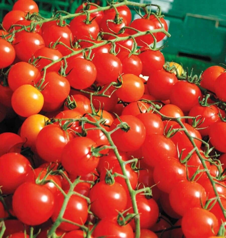 Cherry Tomato Seeds - 200+ Heirloom Non-GMO Organic Super Sweet Large - Rare Variety for Home Gardening