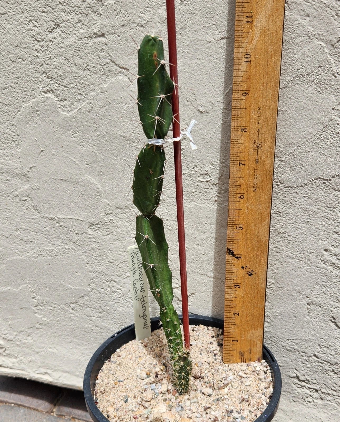 triangle cactus Live Rooted Triangle Cactus Plant - Acanthocereus Tetragonus