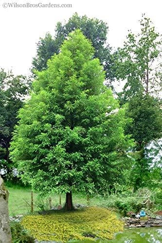 Bald Cypress Seeds | 10 Seeds | Exotic Evergreen Tree Seeds | Taxodium distichum