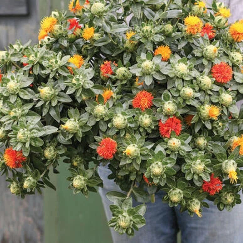 Zanzibar Safflower Flower Seeds - 30 Mixed Color Seeds (Carthamus tinctorius) for Planting