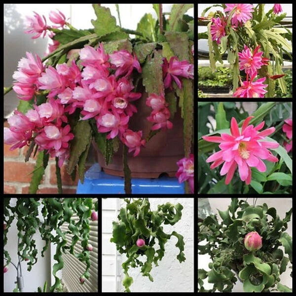 calathea orbifolia pflanze Korbmarante kaufen - Calathea Orbifolia Zimmerpflanze Ø:27 H:70 cm