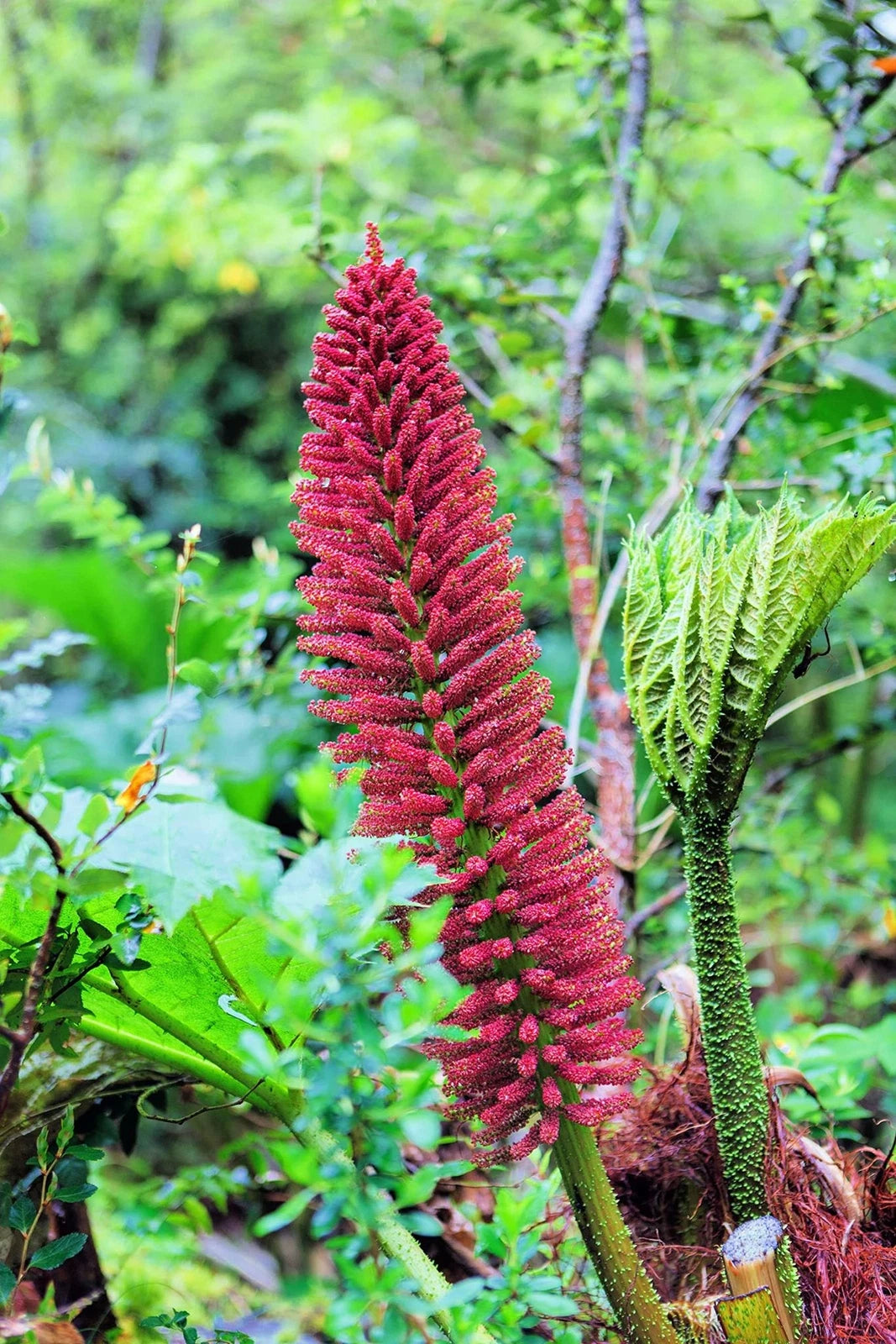 gunnera plant seeds Chilean Rhubarb Seeds - 30 Seeds - Gunnera tinctoria