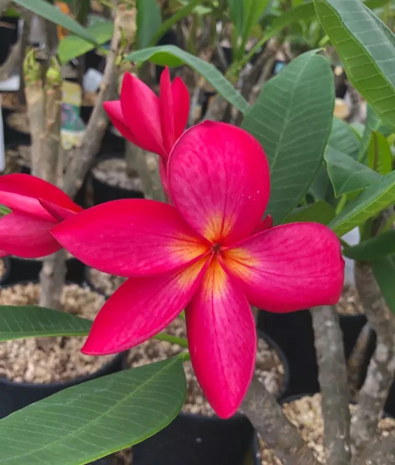 50 Rose Queen Salvia Seeds | Perennial Flower Seeds | Salvia splendens | Attracts Butterflies