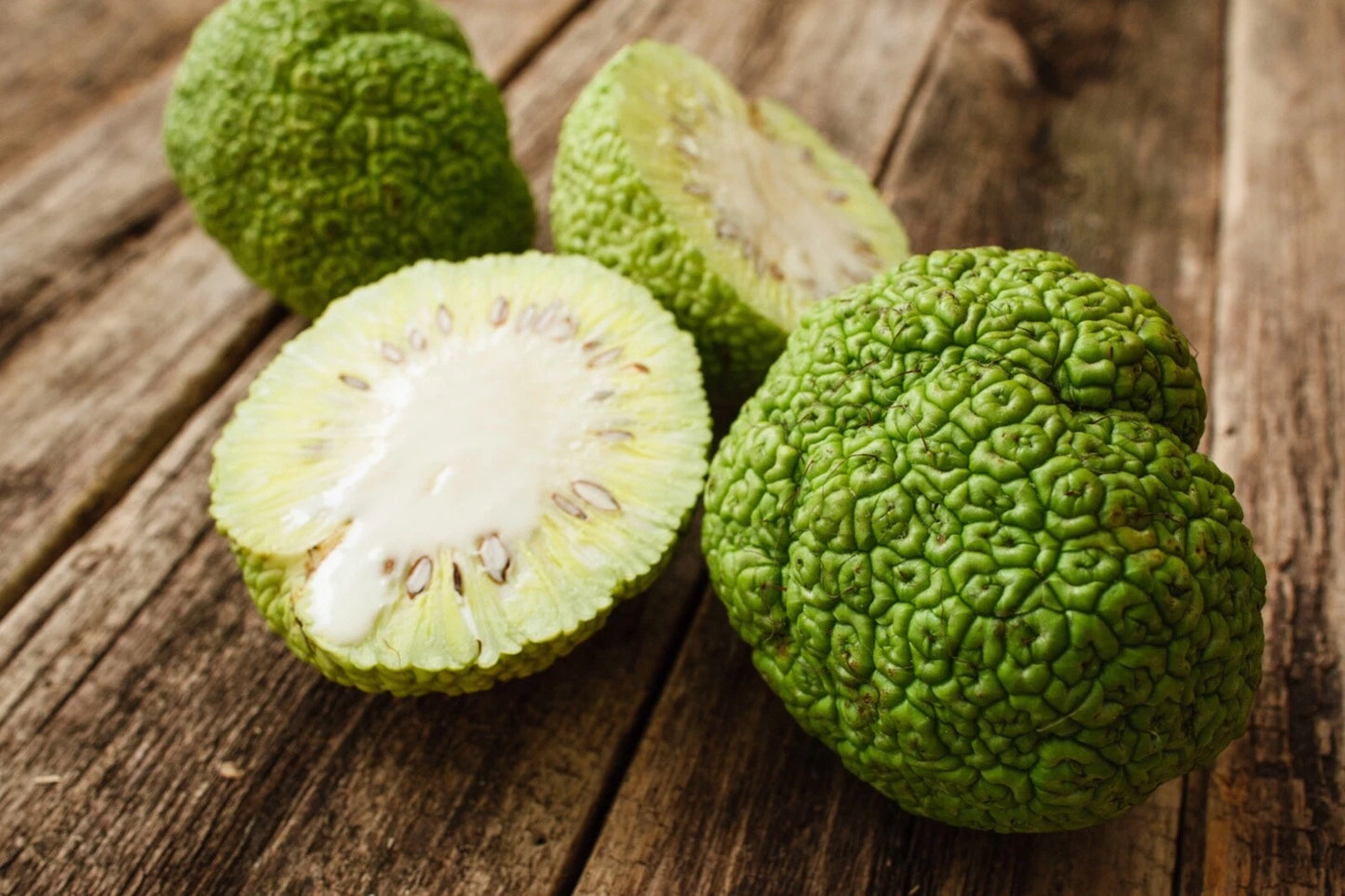 Osage Orange Seeds - 30 Count - Maclura pomifera - Hardy Fruit Tree Seeds for Planting