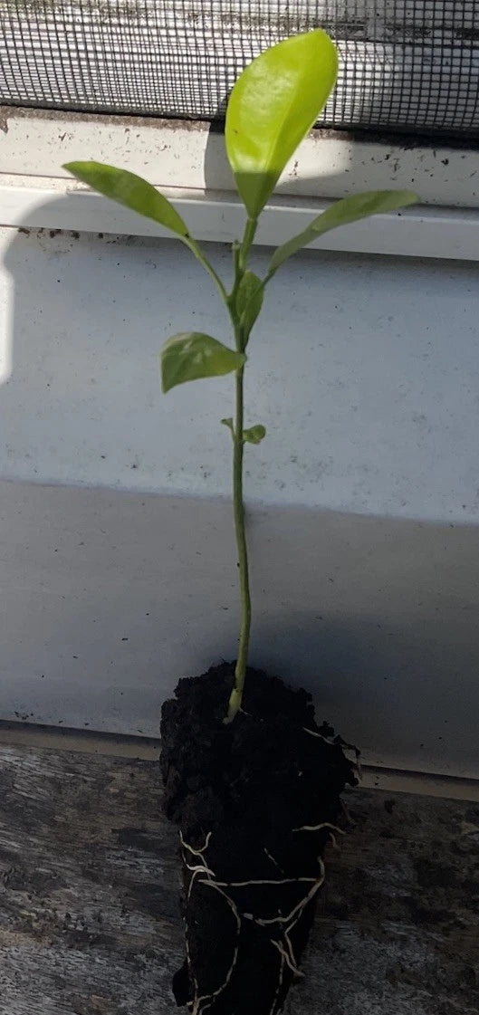 1 Rooted Calamansi Plant 2ā-3ā | Calamondin Citrus Ć microcarpa | Kalamansi Live Bare Root Citrus Tree for Home or Garden