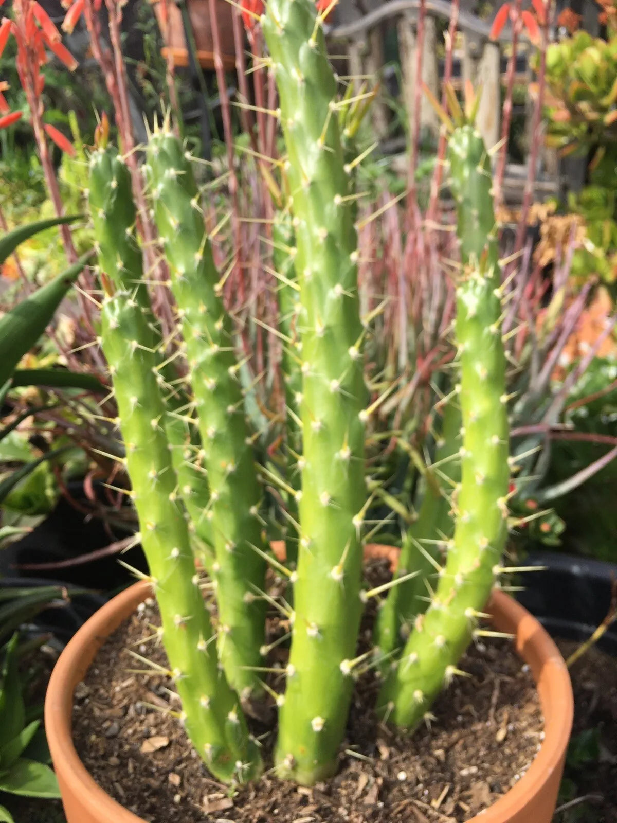 needle succulent Opuntia Subulata Eve's Needle Cactus, 4-5" Tall, Succulent Plant, Indo – Jayme Garden