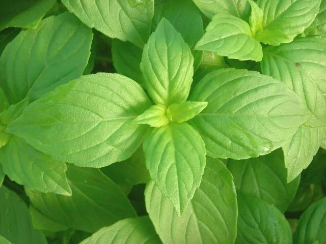 LEMON Basil Seeds - Aromatic Herb for Container Garden - Easy Fresh Bulk - Ocimum basilicum 'Citriodorum'