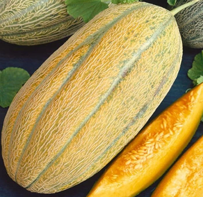 Banana Melon Seeds 50+ Cantaloupe Garden Vine Fruit Cucumis Melo