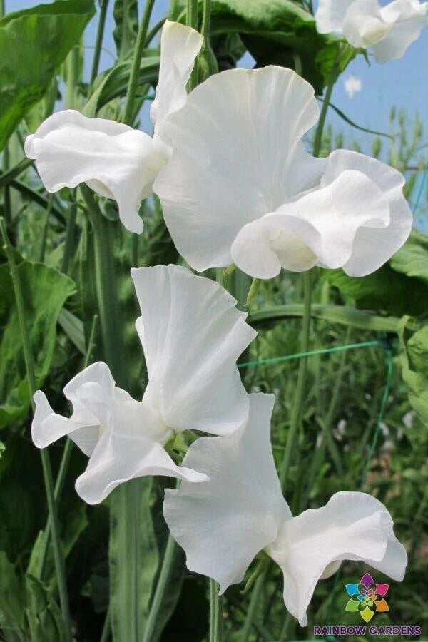White Frills Sweet Pea Seeds - 50+ Pack - Lathyrus odoratus - Garden Planting - USA