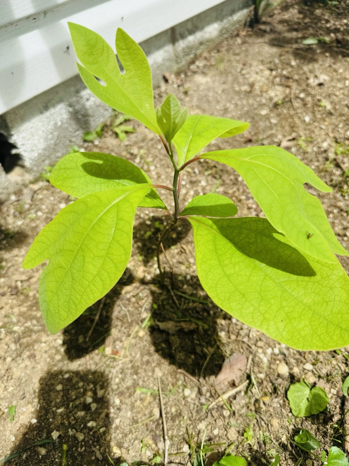 Organic Sassafras Tree Bare Root - 10 Pack - Ready to Plant & Thrive - Sassafras albidum
