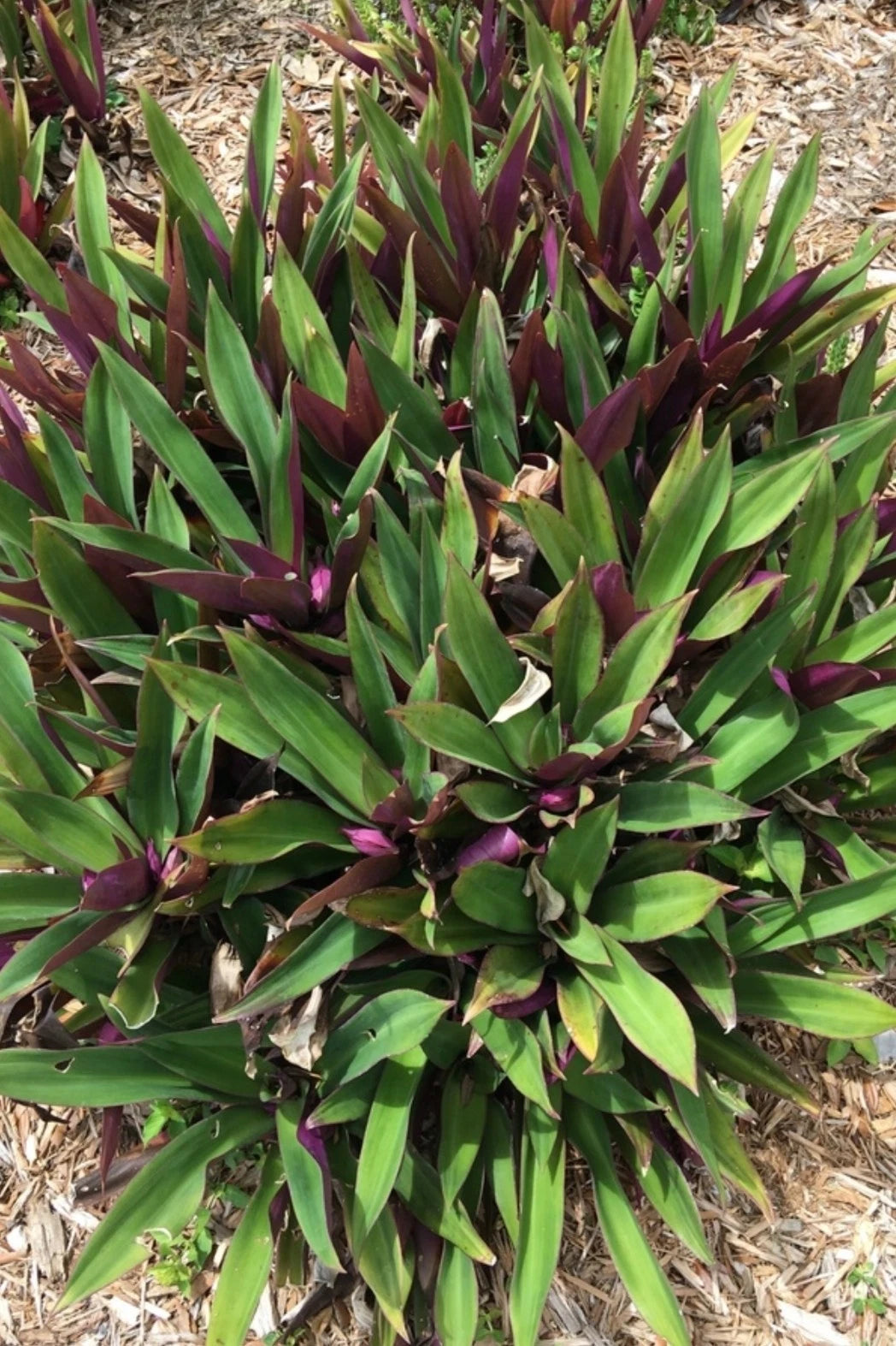Oyster Plant - Moses in the Cradle - 3 Rooted Plants from Florida - Tradescantia spathacea + FREE Plant