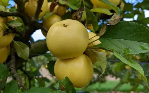 25+ Nuvar Golden Hills Apple Seeds for Gardening - Malus domestica - USA Grown, Non-GMO, High Germination Rate