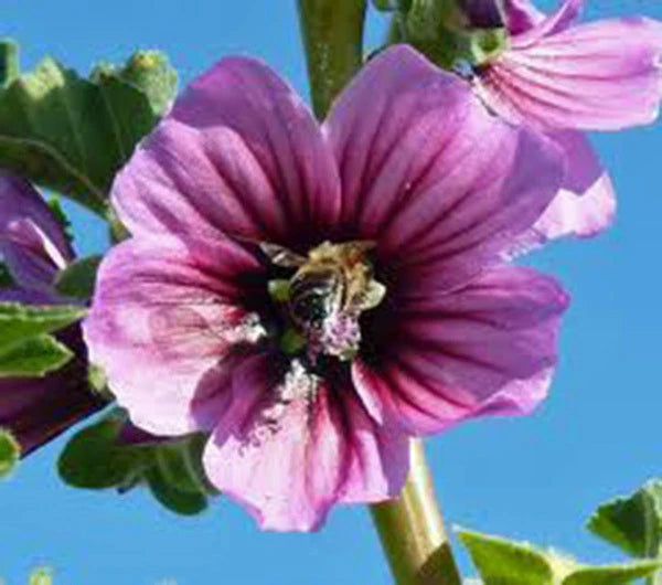 Rose Mallow Seeds, 25+ Seeds, Beautiful Bright Rose Flowers, Hibiscus moscheutos