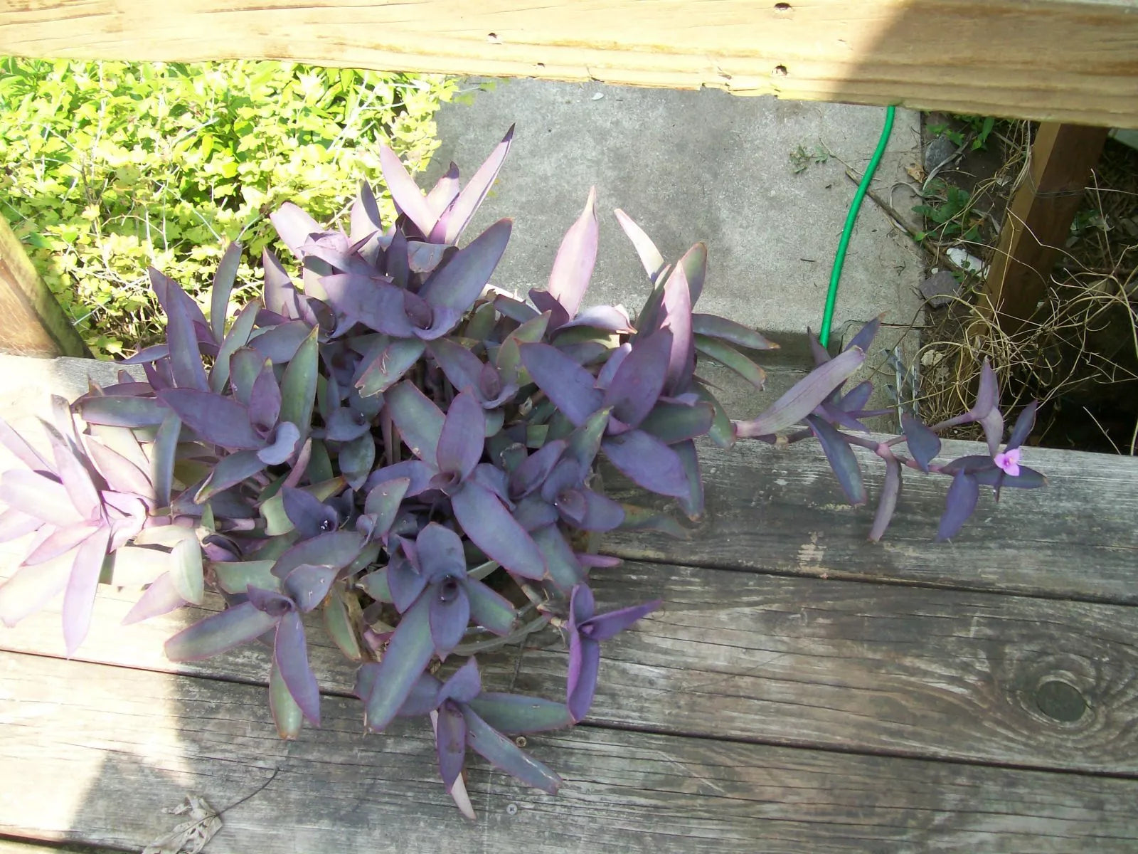 wandering jew plant hanging basket Purple Heart Wandering Jew Plant - Well-Rooted Starter