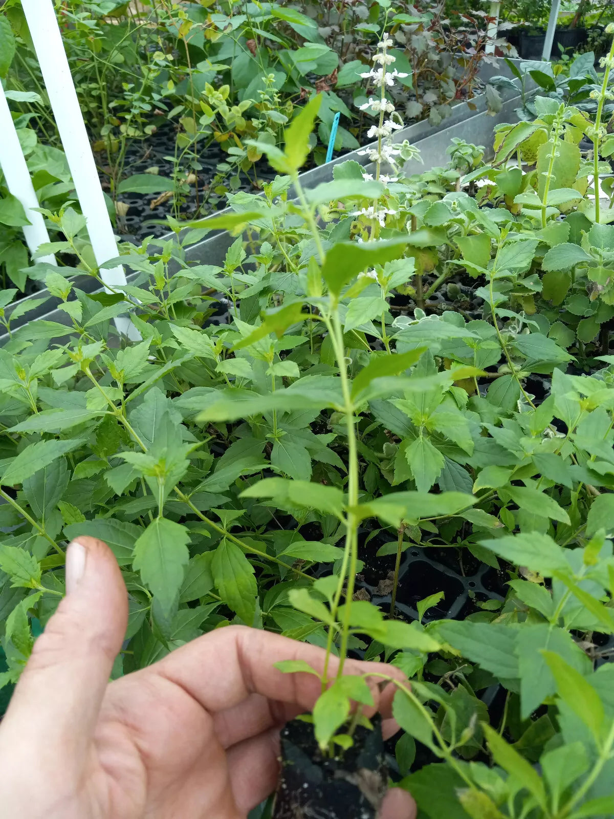 dream herb plant Mexican Dream Catching Herb Live Plant 6-10 inches Calea Zacatechichi –  Jayme Garden